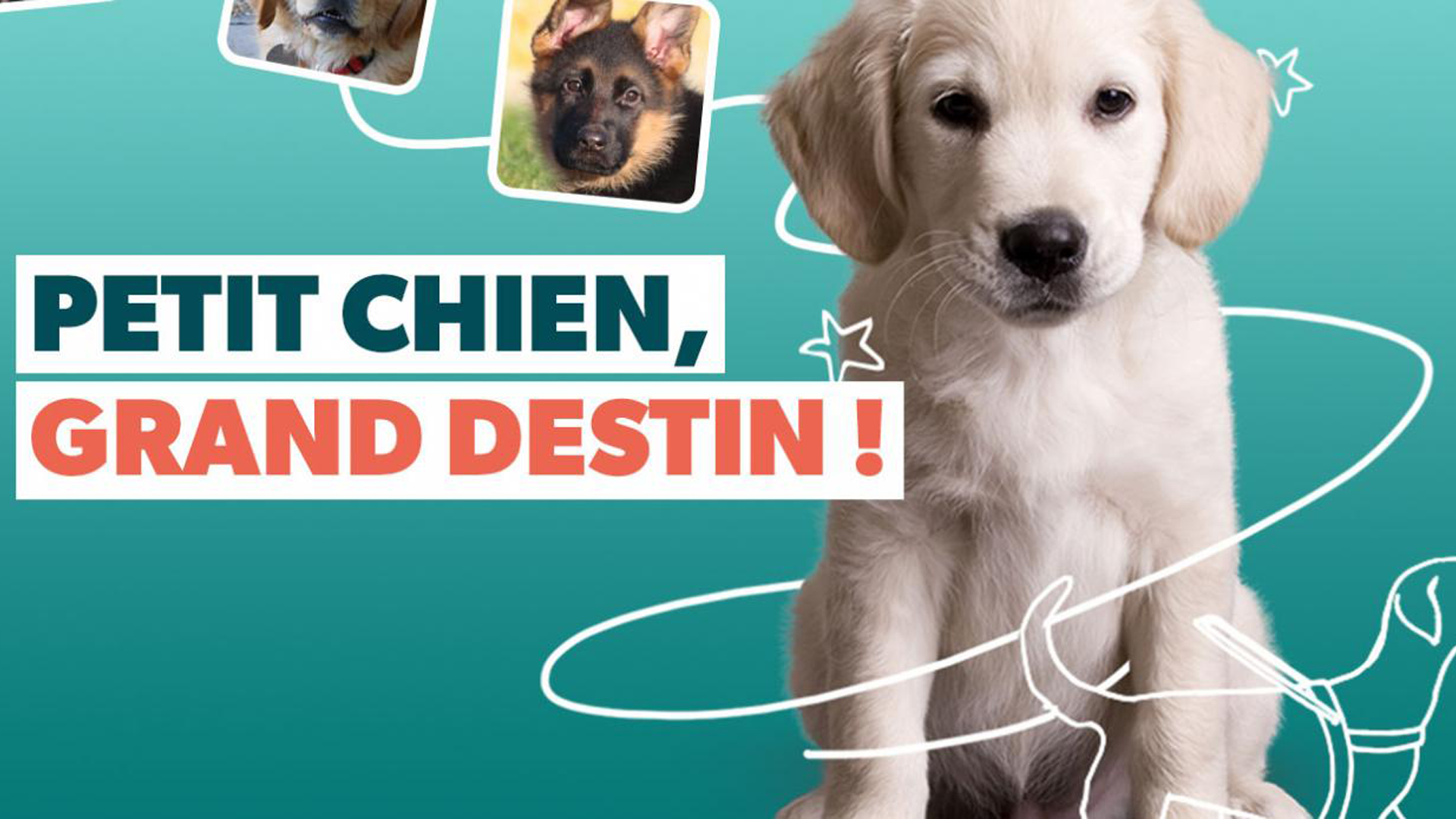 Petit chien, Grand Destin !